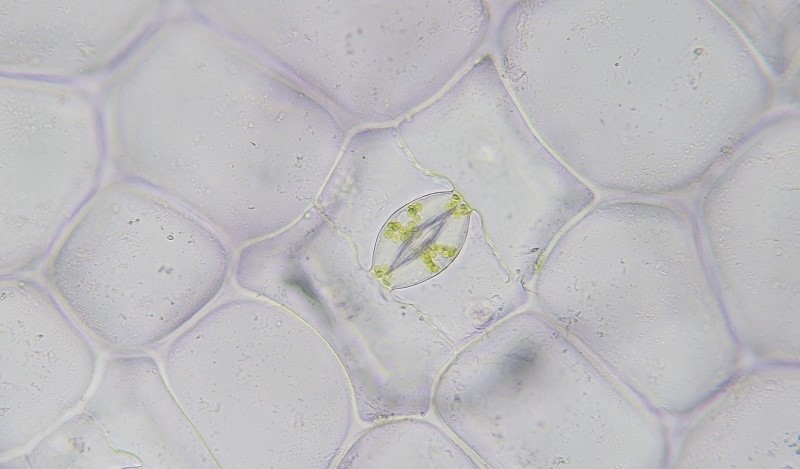 Адаптациите на растенијата за суша вклучуваат стратегии за да се лимитира губењето на вода